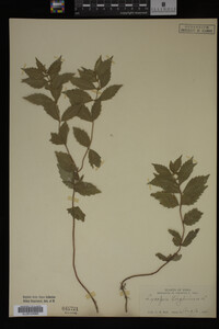 Image Associated With the Occurrence