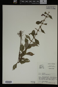 Image Associated With the Occurrence