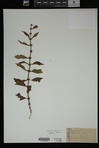 Image Associated With the Occurrence