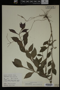 Image Associated With the Occurrence