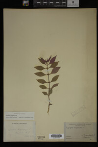 Image Associated With the Occurrence