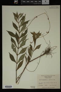 Image Associated With the Occurrence