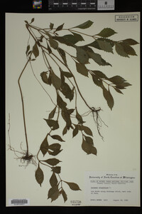 Image Associated With the Occurrence