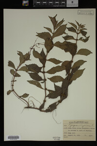 Image Associated With the Occurrence
