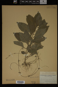 Image Associated With the Occurrence