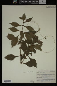 Image Associated With the Occurrence
