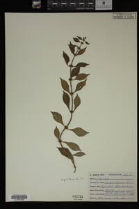 Image Associated With the Occurrence