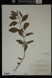 Image Associated With the Occurrence