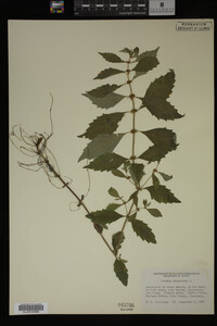 Image Associated With the Occurrence