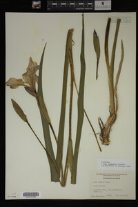 Iris virginica image