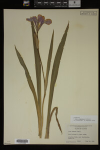 Iris virginica image