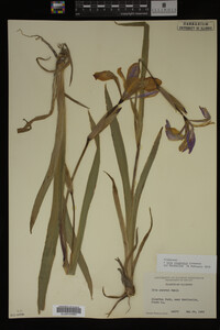 Iris virginica image