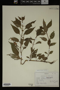Image Associated With the Occurrence
