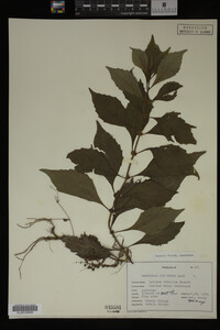 Image Associated With the Occurrence
