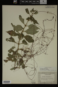 Image Associated With the Occurrence