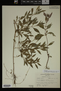 Image Associated With the Occurrence