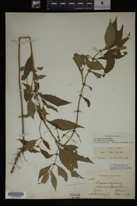 Image Associated With the Occurrence