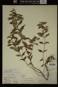 Image Associated With the Occurrence