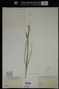 Carex buxbaumii image