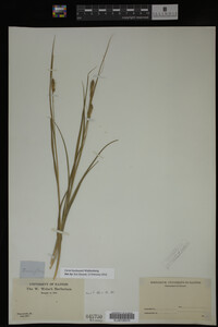 Carex buxbaumii image