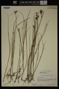 Juncus nodosus image