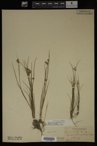Juncus nodosus image