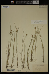 Juncus nodosus image