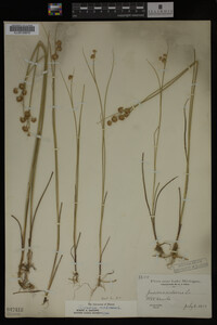 Juncus nodosus image