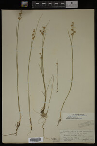 Juncus nodosus image
