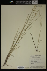 Juncus nodosus image