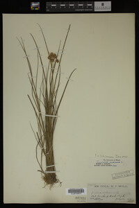 Juncus nodosus image