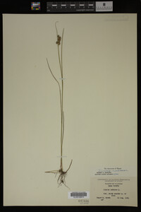 Juncus nodosus image