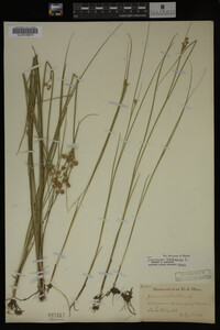 Juncus nodosus image