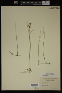 Juncus nodosus image