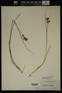 Juncus nodosus image