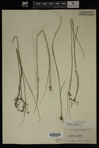 Juncus nodosus image
