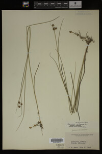 Juncus nodosus image