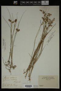 Juncus nodosus image