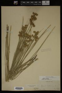 Juncus nodosus image