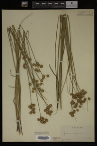 Juncus nodosus image