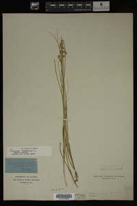 Juncus nodosus image
