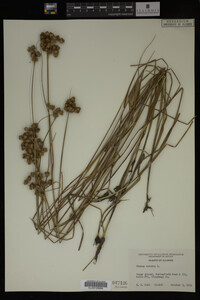 Juncus nodosus image
