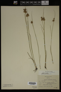 Juncus nodosus image