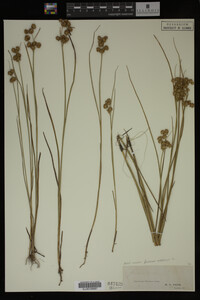 Juncus nodosus image