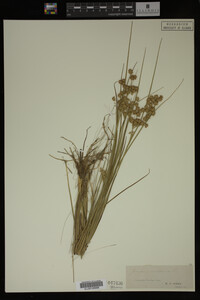 Juncus nodosus image