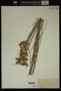 Juncus nodosus image