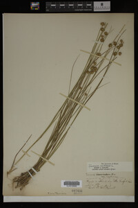 Juncus nodosus image