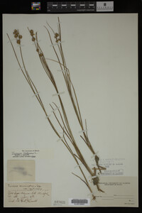 Juncus nodosus image