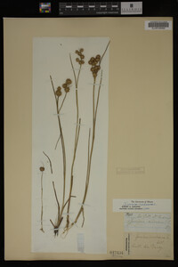 Juncus nodosus image
