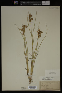 Juncus nodosus image